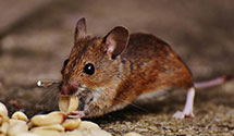 24 Hour & Emergency Exterminators in Walnut, CA